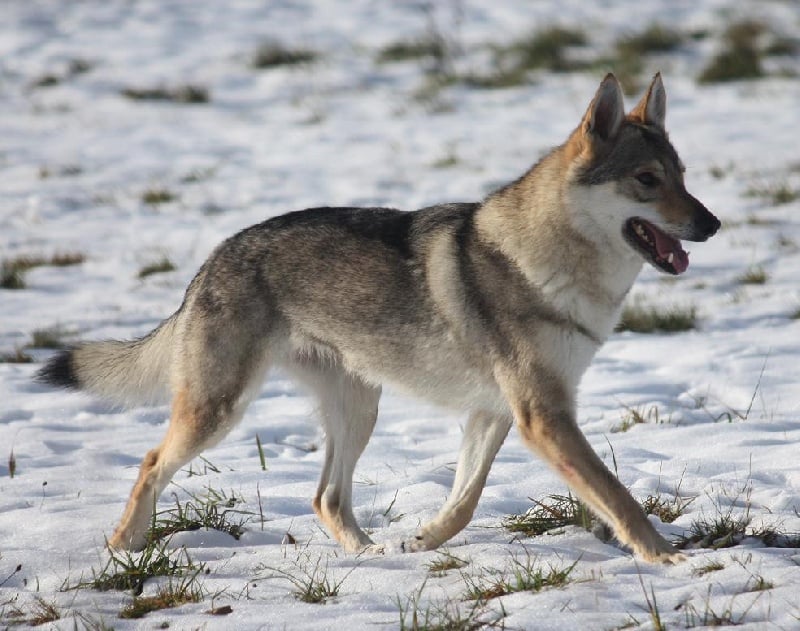 CH. Cheyna Du domaine de la combe noire