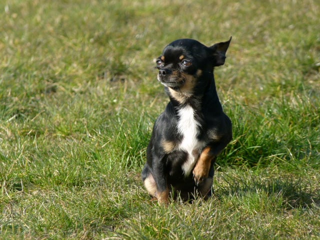 Darling Land van mechelaar