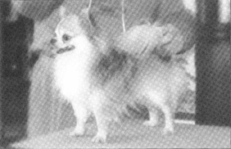 CH. davlyn Windstorm