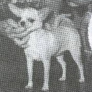 CH. bliss hoosier Lovalot pig