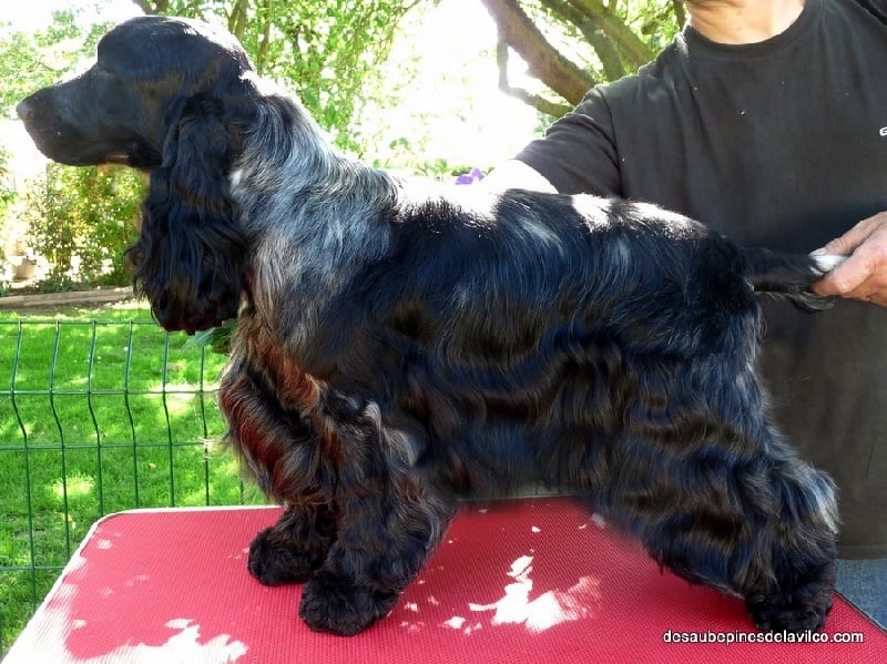 Very Vigie Carefield