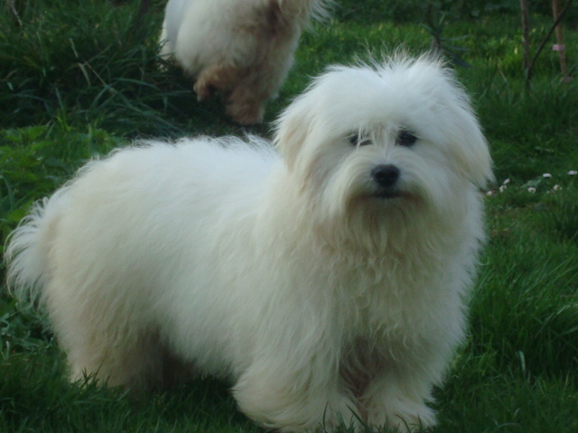 Felicia du moulin de Caveaumont