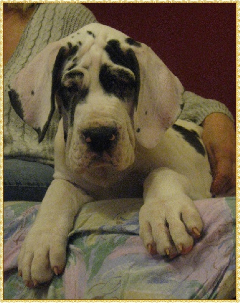 Publication : von Freya's Rosenrot 