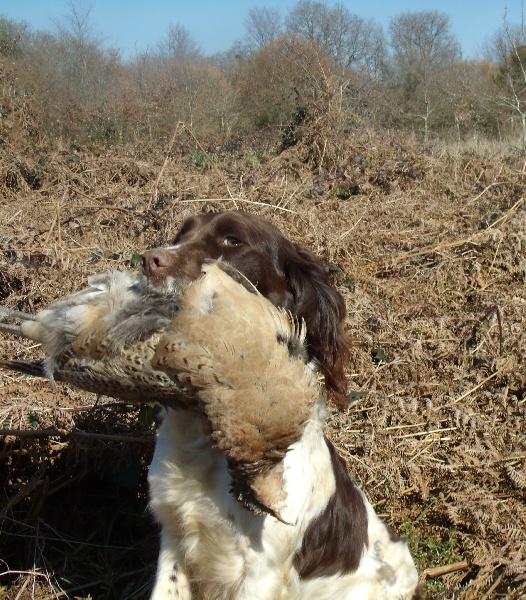 Publication : du roi morvan Auteur : Fabrice Le Beller