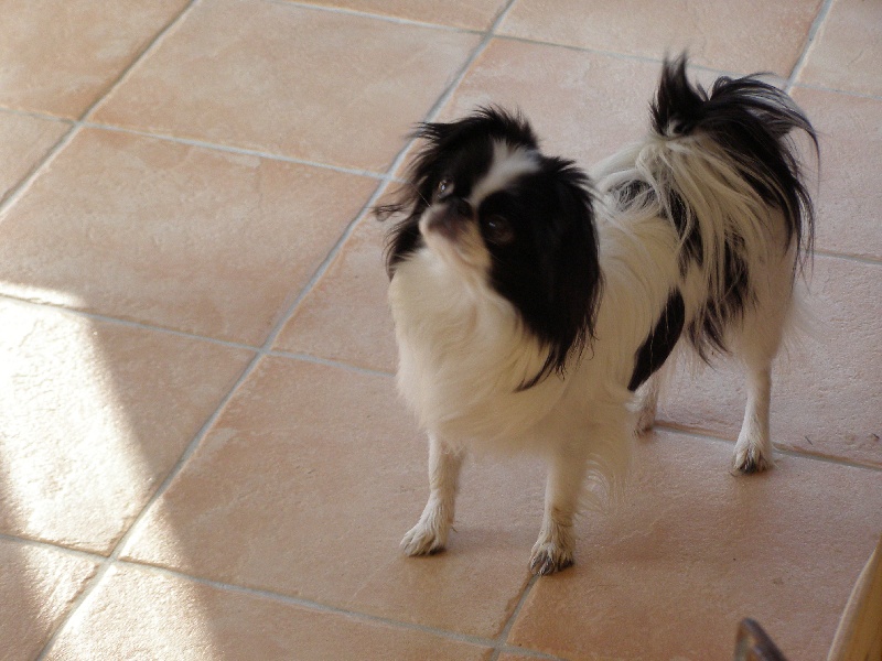 Publication : De Saint Aloirn 