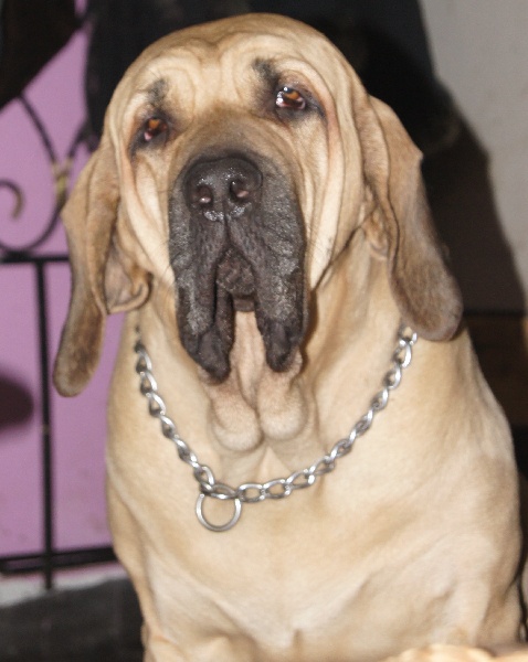 Publication : Des molosses de celebra 