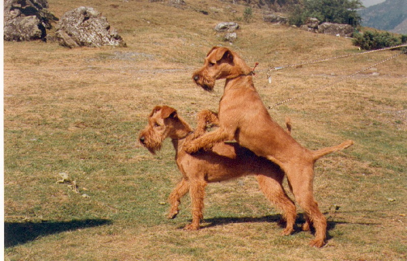 Publication : Beddy Gelert Auteur : Robert Andersson