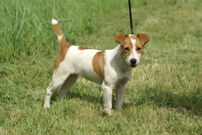 Publication : de la Pièce aux Rois Auteur : Favreau