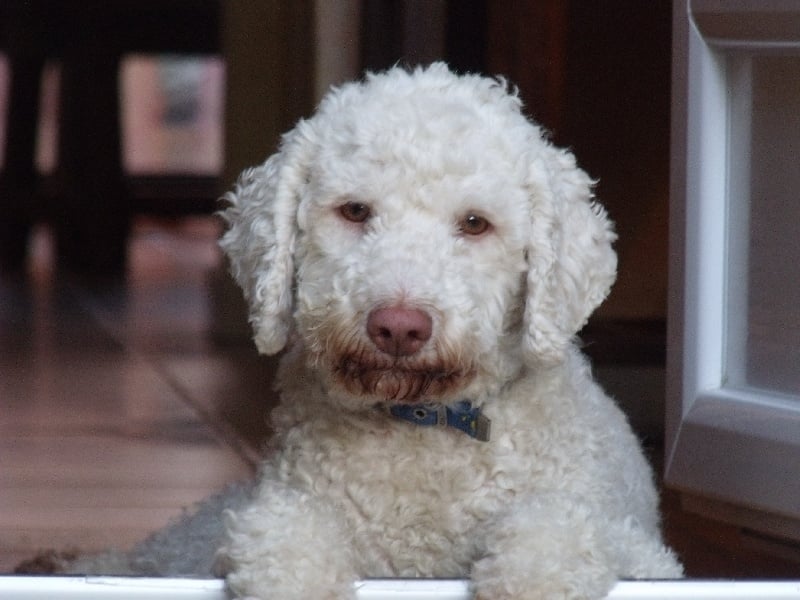 Publication : de la Provence des Papes Auteur : Jacques BALDY