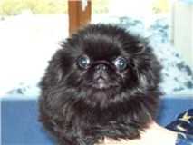 Publication : De la source aux trésors Auteur : Mr MAUREL