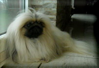 CH. Prihot Imperatora Yutana