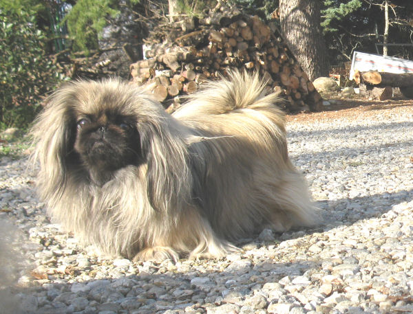 Publication : de Lil Shogun 