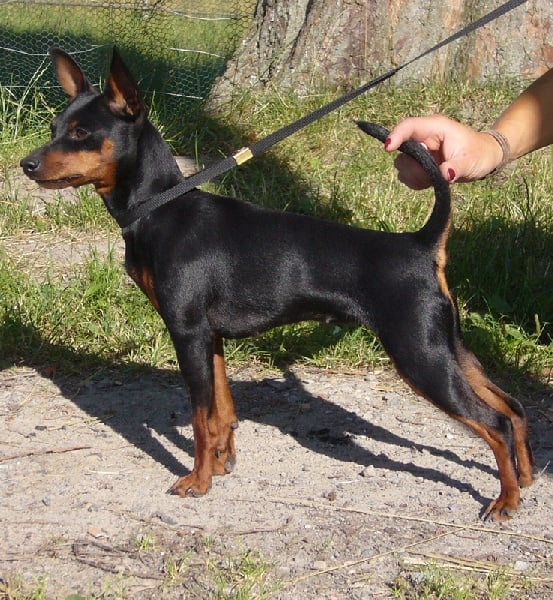 Publication : Z Klanu Lobuzow