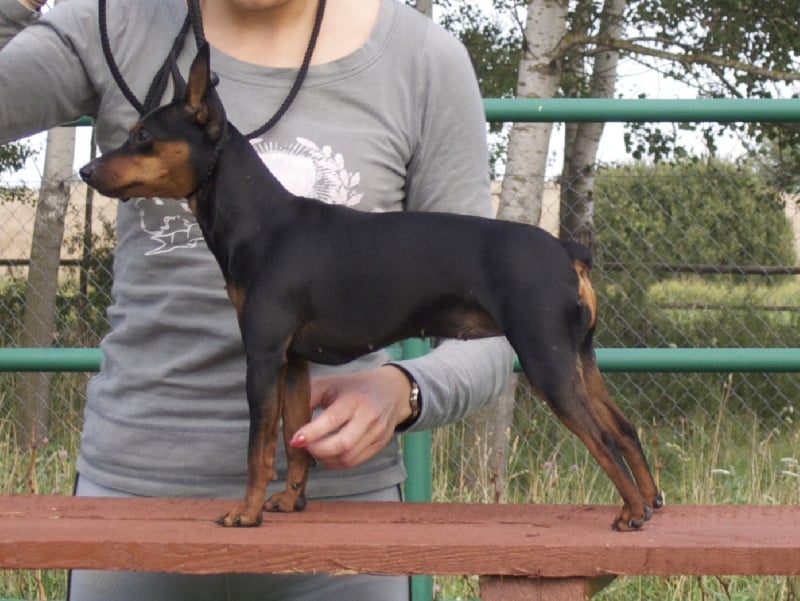 Publication : Z Klanu Lobuzow