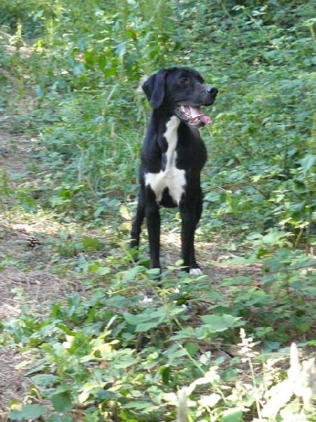 Dina de l'orée de l'ambre