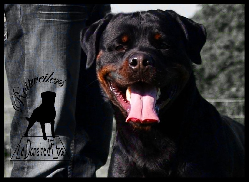 Cuzko du domaine d'Etna