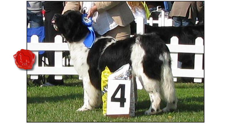 the waves'sons newfondlands Capture your attention