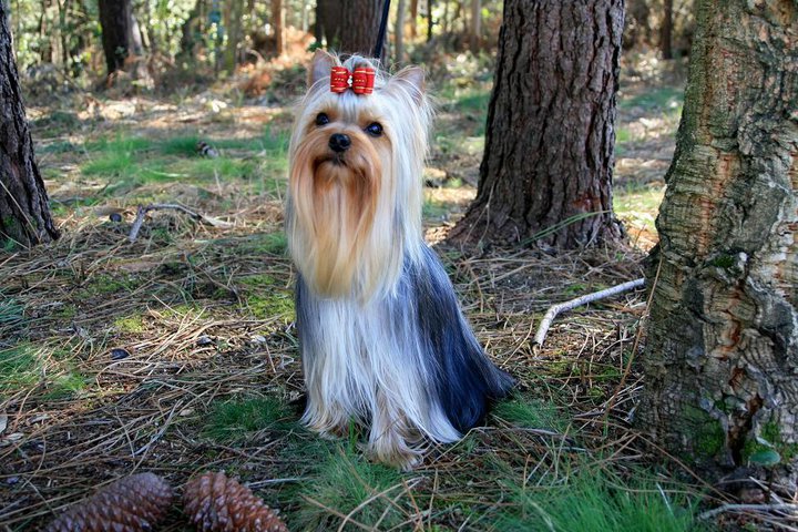 Publication : Alda's GoldStar