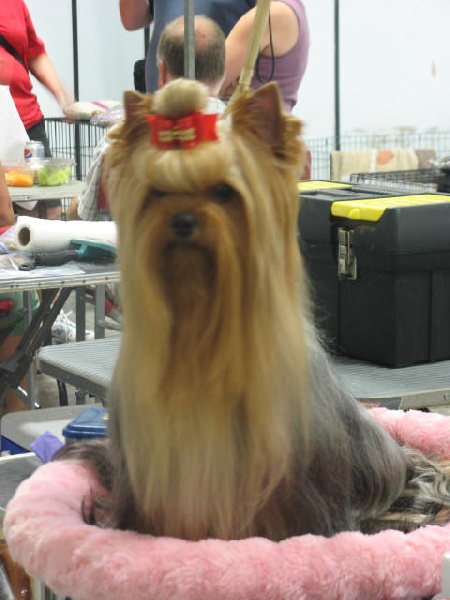 CH. groveshire's All revved up