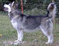 Étalon Alaskan Malamute - pameiyut Tuawi