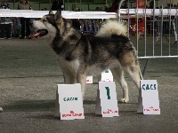 Étalon Alaskan Malamute - Billy de ruta norte
