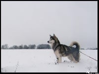 Étalon Alaskan Malamute - Souvenir of sitka's Fancy finlandia