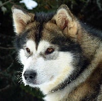 Étalon Alaskan Malamute - Bright Northern star's Valmy