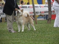 Étalon Alaskan Malamute - Izarra de penas de urduliz