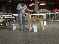 Étalon Alaskan Malamute - Montana (Sans Affixe)