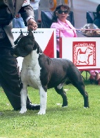 Étalon American Staffordshire Terrier - CH. castle rocks American cowboy for sbigstaff aka yankee