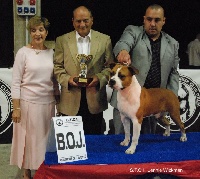 Étalon American Staffordshire Terrier - CH. Labotane El toro of sultan