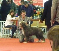 Étalon Bearded Collie - Fidèle saphir de Letavia