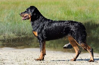 Étalon Berger de Beauce - CH. Huette du Fond des Camps