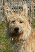 Étalon Berger de Picardie - Andi von Burg Neuenfels