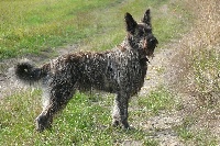 Étalon Berger de Picardie - Cheffie du domaine de sursaint