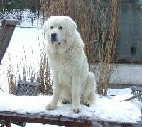 Étalon Berger de Podhale - Tatra - Hojny z domu pociechy