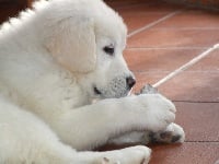 Étalon Berger de Podhale - Tatra - Swawolno gazdzina na goralske nute