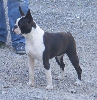 Étalon Boston Terrier - Edelstein wunder de Sanibel Island