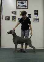 Étalon Braque de Weimar - CH. rissana hillwood's Perfect murder at nani, jh, nsd