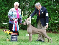 Étalon Braque de Weimar - CH. Nani's Clay pigeon, w.'09,jh, sd