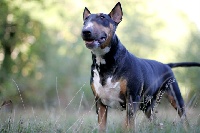 Étalon Bull Terrier - Basthéte De kalidor