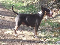 Étalon Bull Terrier - Caipirilia lou Prouvencaou