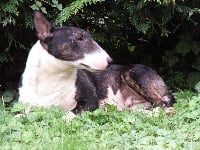 Étalon Bull Terrier Miniature - tibi tabi Kanaszta