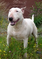 Étalon Bull Terrier - Bloom the white witch (Sans Affixe)