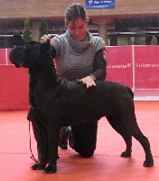 Étalon Cane Corso - Rothorm Jy Dream I'm going to make you bad things