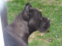 Étalon Cane Corso - Orietta (Sans Affixe)