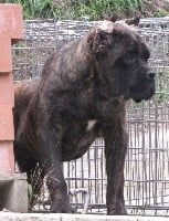 Étalon Cane Corso - Zealouslovers iz dinastii chempionov