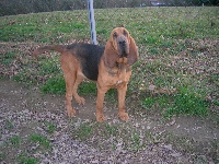 Étalon Chien de Saint-Hubert - Cybelle 2 Titre Initial