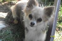 Étalon Chihuahua - du royaume des petits Anges Chiyo