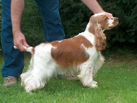 Étalon Cocker Spaniel Anglais - De Notre Chaumiere Gipsyenji